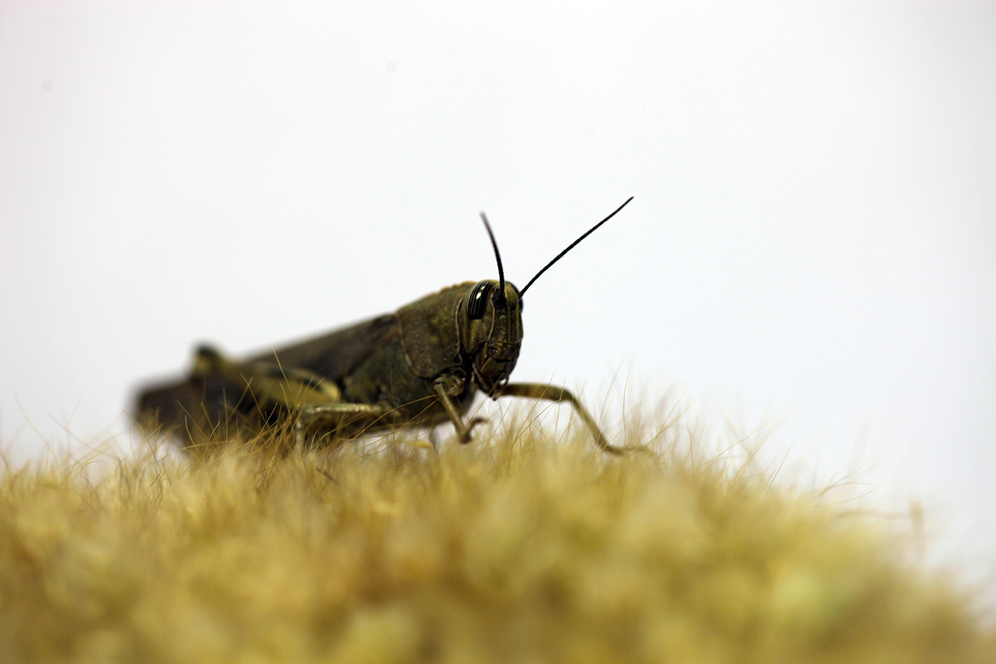 monsieur plant grasshopper insect justgrowit
			copyright2014