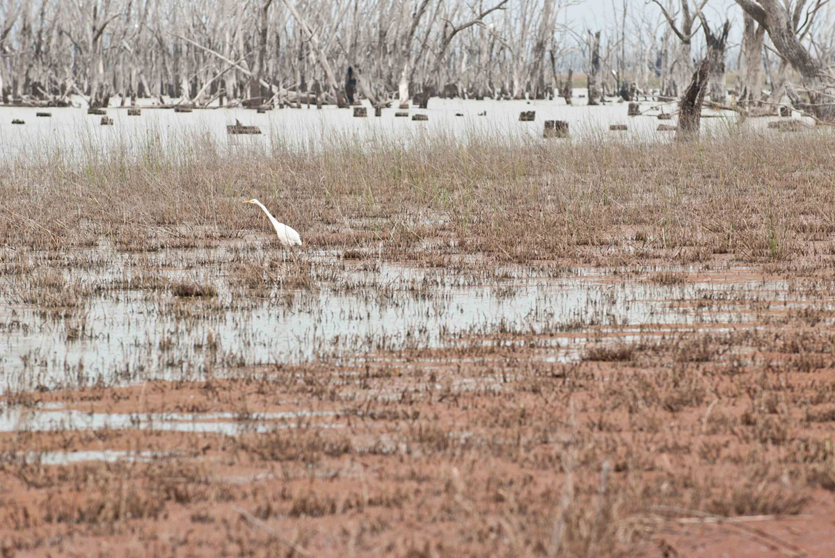 09 TCL StudioWinton Wetlands Lake Mokoan indigenous
			natural wetlands