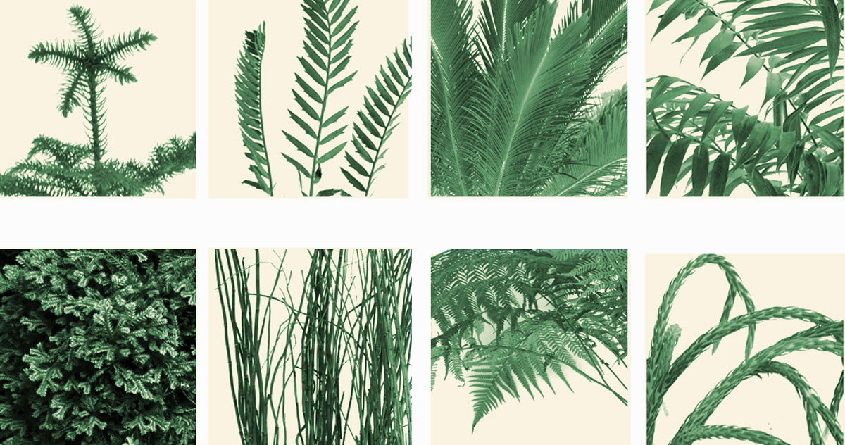 1. Araucaria heterophylla 2. Encephalartos arenarius 3.
			Cycas revoluca 4. Zamia skinnery 5. Selaginella 6. Equiseti 7.
			Dicksonia antartcica 8. Lycopodium carinatum