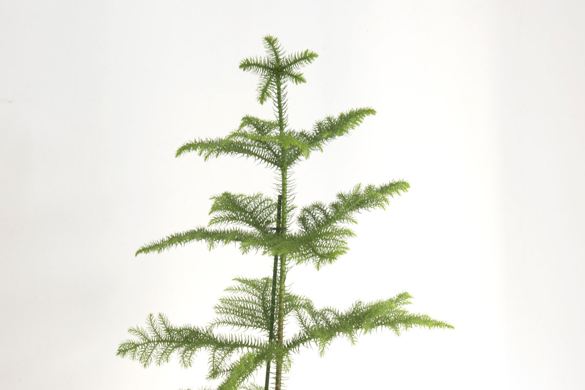Araucaria Heterophylla giardino primordiale piante
			preistoricheTriassico Inferiore fossili di piante