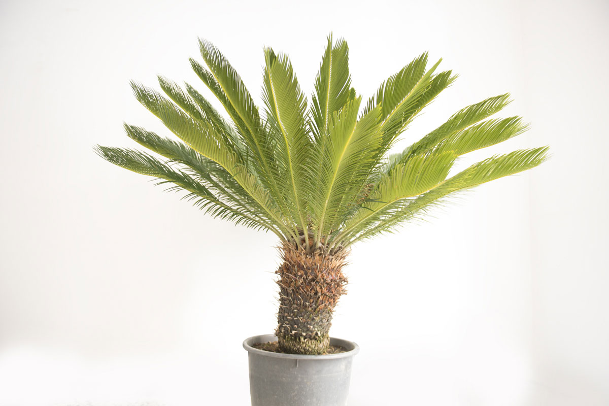 Cycas revoluta giardino primordiale piante
			preistoricheTriassico Inferiore fossili di piante