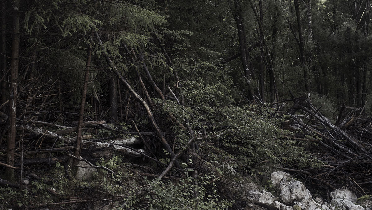 platform green andrea papi woodland fotografia paesaggio
			boschi thoreau natura sublime2