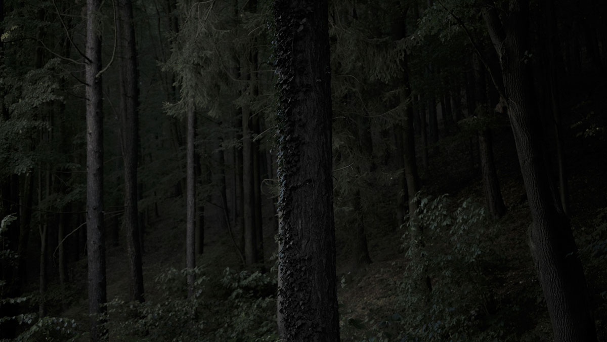 platform green andrea papi woodland fotografia paesaggio
			boschi thoreau natura sublime5