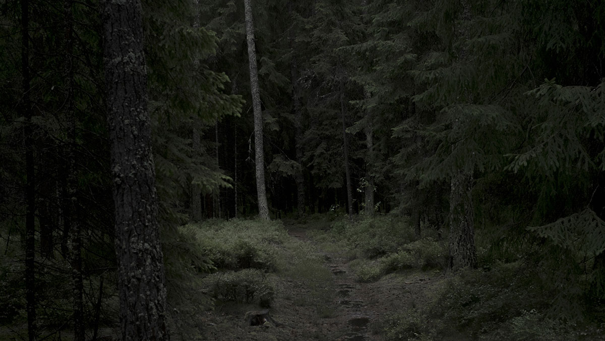 platform green andrea papi woodland fotografia paesaggio
			boschi thoreau natura sublime7