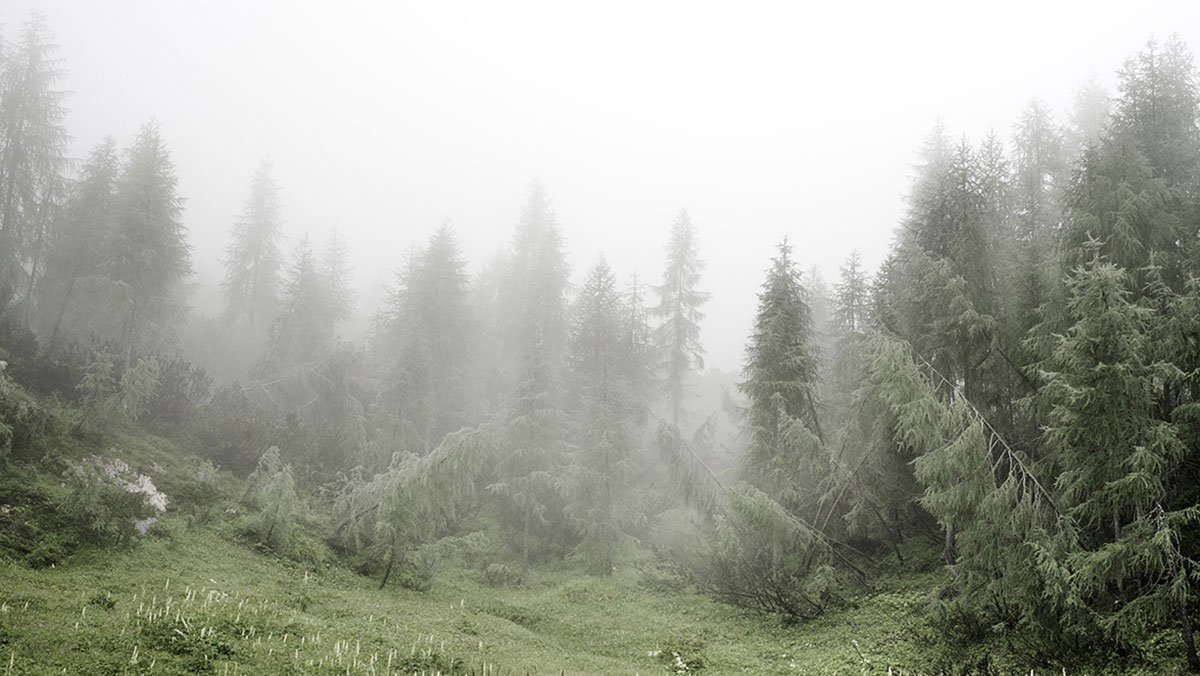 platform green andrea papi woodland fotografia paesaggio
			boschi thoreau natura sublime8