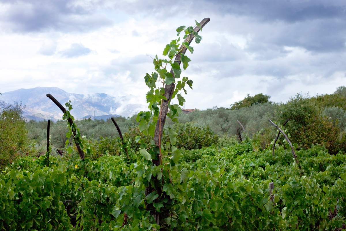 Filippo Leonardi artista mostra arte natura
			antropocentrismo ecologia green art green economy platform green
			serendipit